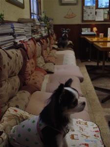 POP'S CAFE�ɂāB�A�\�т����ȁ`�ƌ��߂�|�b�v�N�����\�ɂ��߂͂������Ȃ��B