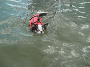 ��������߂͉j���܂�����`�B����̓N���b�N�ɂāB