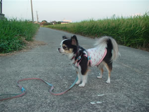 ���߂͎莝���������ł�