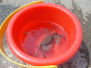 �{���̒މʁB