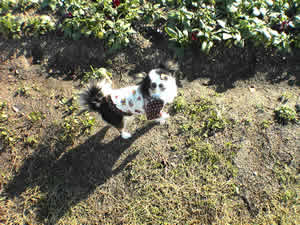 �ɂ��̕l�t�߂̌����ɂ�