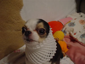 ���`�ł����߂���