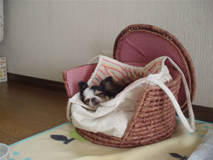 ���߂̓x�b�h�ŐQ�邾���ł��E�E�E