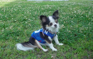 �܂����Ȃ̂ɑ�\�̃��j�t�H�[���𒅁A�������[�ł��B