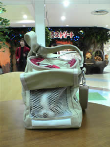 ���ۓ������p�����X�g���[�g�O�ŁB�A���p���t�F�A������Ă����B