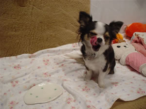 ���H���Ă����x�̗l�q�B