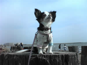 �����ɐ�����z�X�������߂���