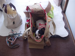 �����A��Ă��I�ƃJ�o���̒��ŃX�^���o���Ă܂��B