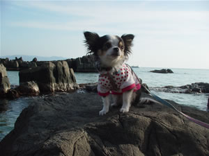 ���߂͏����q�V�I