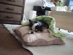 ���߂��q�}�����ł�