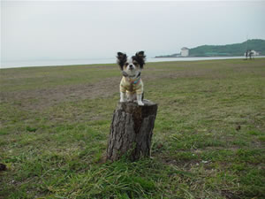 �������j��ł̃��X�g�����