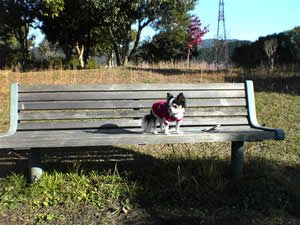 �����̎U���͋ߏ��̌����܂�