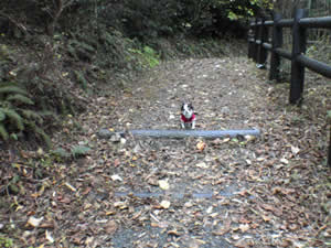 ���R�r���B�������������Ȃ��`�A�Ƃ��̏�Ōł܂�B