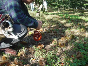 �C�K���ɂ����炤�߂̓o�b�O�̒��ŁB