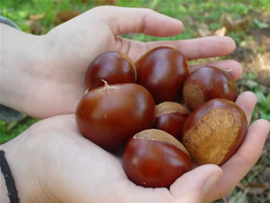 ����A���̂��܂����ȌI�̐��X