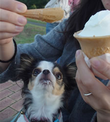 �J����̃f�U�[�g�B���߂ɂ������������B