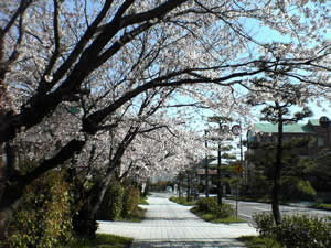 ���J�A�J�i�H