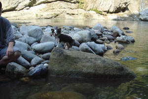 ��V�т͂��̂������B