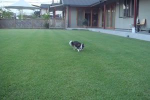 ���߂���g���J�����B