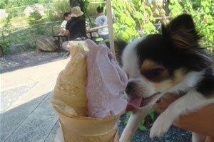 ���߂���������x�Ȃ悤�ł��B