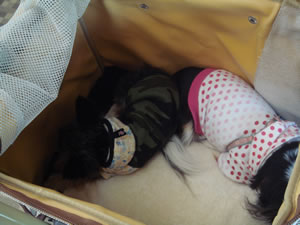 �V�����̒��ł̂��߁�����B���ƂȂ������Ă����悤���B