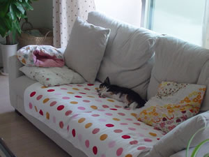 �l�l�̃\�t�@�[��Ƃ��߁E�E�E