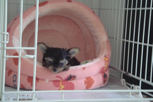 �V�Q�҂̂��悷�����ł��B�Ȍ��낵�イ�B