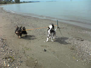 2匹同時の散歩はｷﾂいです・・・