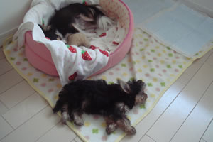 ���ǂ��˂�˂�