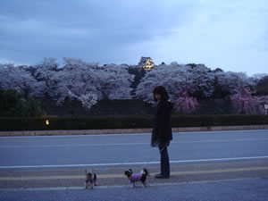 ����ƍ����o�b�N��