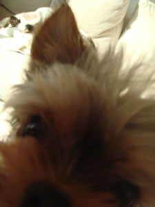 �Â���ڂ̂���ł��B���ɂ͂˂�˂����̂��߂̱�ς��E�E�E