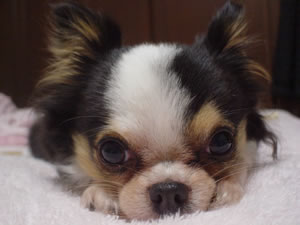 うめとにらめっこ。ｼｱﾜｾ