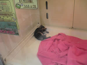 ペットショップで売られていたチワワ。ｶﾜﾕｽ