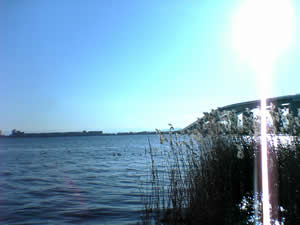 ���i�Α勴���l�B�Ζʂɂ͂����Ԃ�H���Y���Ă���B