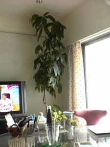 ����̊ϗt�A���i�p�L���j�X�N^2�Ɛ������ēV��ɂ������Ă܂��B