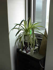 ����̊ϗt�A���i�I���d�������j�B�����炠�ӂ��΂���Ɉ炿�܂����B