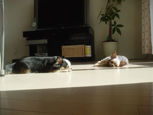 �v�X�̂킪�Ƃł́`��т�A�̂��߁�����